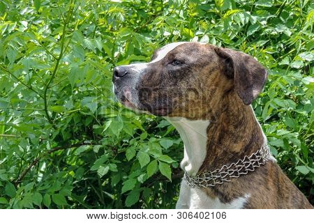 American Staffordshire Terrier Outdoor Portrait On The Background Of Green Bushes. Close-up