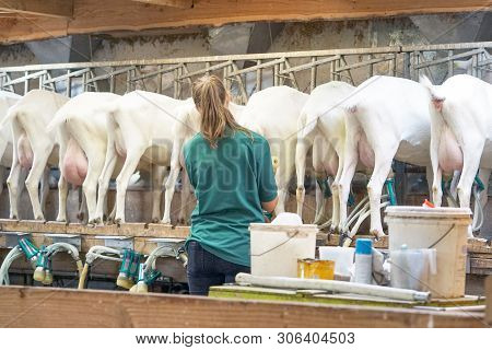 A Woman Farmer Prepares Electric Milk Equipment For Milking Goats. Bony Udders And Hooves Of Visas F