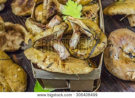 Paxillus Mushroom Underbird, Freshly Picked Mushrooms On The Table