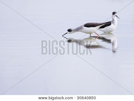 Winged Stilt