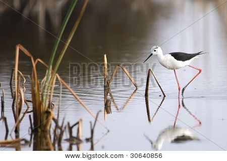 Winged Stilt