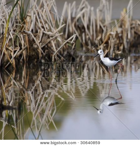 Winged Stilt