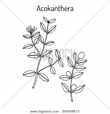 Acokanthera Schimperi Medicinal Plant. Hand Drawn Botanical Vector Illustration