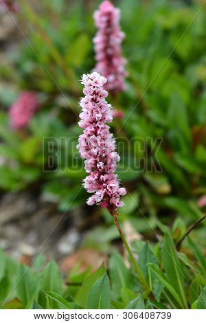 Fleece Flower - Latin Name - Persicaria Affinis (bistorta Affinis)