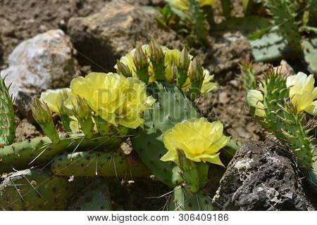 Barbary Fig Yellow Flower - Latin Name - Opuntia Monacantha (opuntia Vulgaris)
