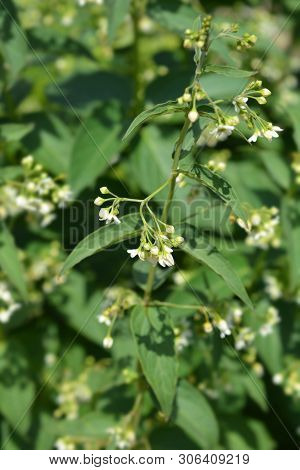 White Swallow-wort Flowers - Latin Name - Vincetoxicum Hirundinaria