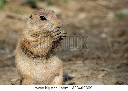 Prairie Dog (cynomys) Looks Adorable As It Eats A Carrot