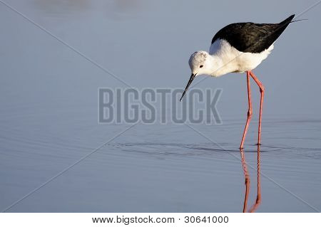 Winged Stilt