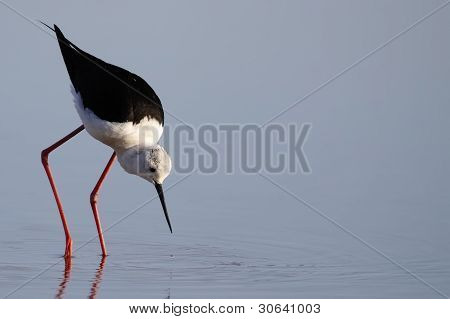 Winged Stilt