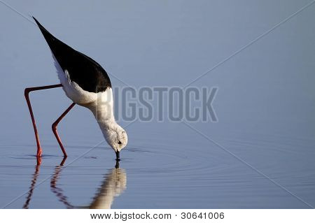 Winged Stilt