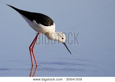 Winged Stilt
