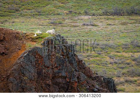 Dall Sheep Relax High Upon A Cliff In Denali National Park In Alaska.