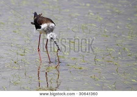 Winged Stilt