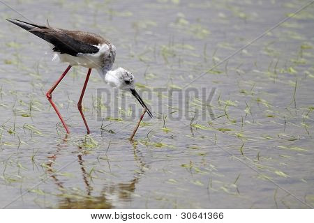 Winged Stilt