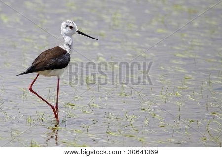 Winged Stilt