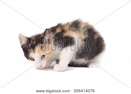 Three Colours Cat With Different Colored Eyes Looking At Camera Isolated On White Background. Hetero