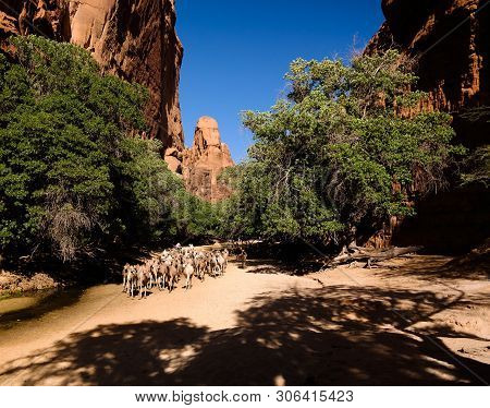 Portrait Of Drinking Camels In Canyon Aka Guelta Bashikele In East Ennedi, Chad
