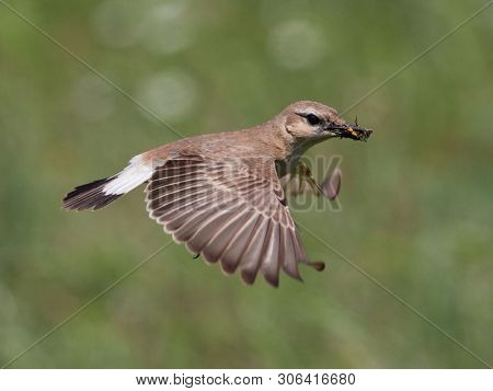 The Isabelline Wheatear (Oenanthe isabellina) on field in spring with peak full of insects