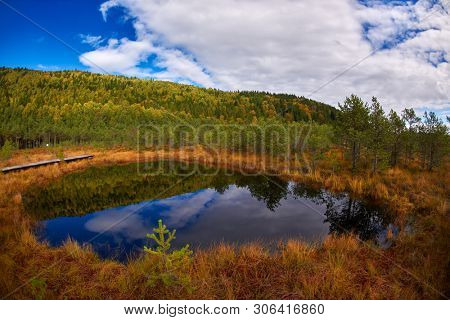 image from Tinovul Mohos - a volcano, botanical reservation with various rare plants next to Sf. Ana Lake, Romania