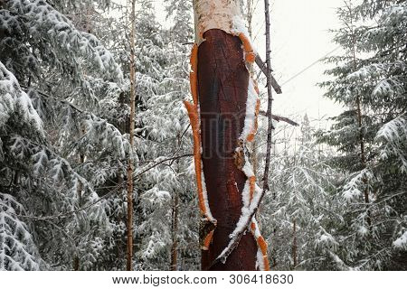 Birch Tree With Damaged Bark In Winter Forest In The Carpathian Mountains, Ukriane