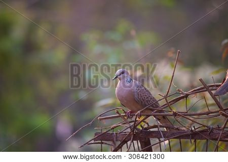 Pigeons And Doves Constitute The Bird Family Columbidae And The Order Columbiformes, Which Includes 