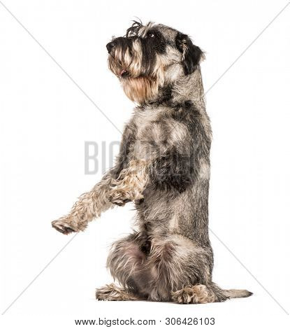 Standard Schnauzer sitting against white background
