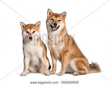 Shiba Inus sitting against white background