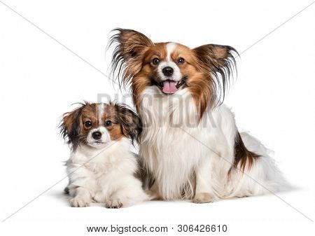 mother dog and puppy looking at camera against white background