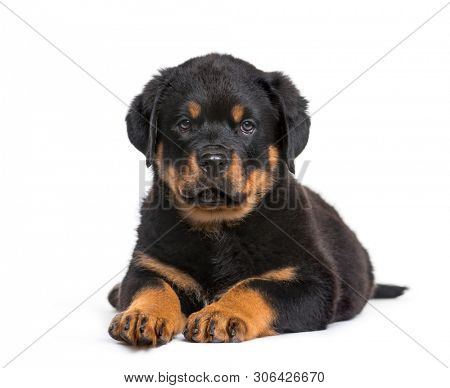 Rottweiler puppy, 10 weeks, looking at camera against white background