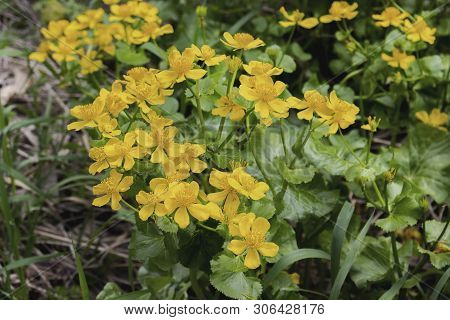 Wild-growing Flowering Plant Caltha Palustris Yellow Flowers With Petals And Stamens Green Leaves. M