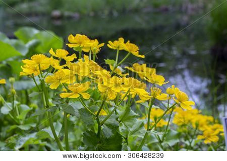 Marsh Marigold Caltha Palustris Yellow Flowers Against The Backdrop Of Swamp Pond Water, Selective F