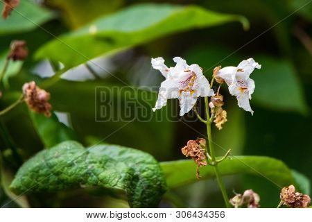 Close Up Blooming Catalpa Bignonioides Tree With White Flowers