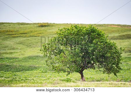 Lonely Tree In Summer Steppe And Sky Beautiful Landscape