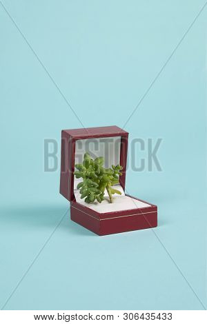 Jewel Plant Turquoise
