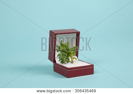 Jewel Plant Turquoise