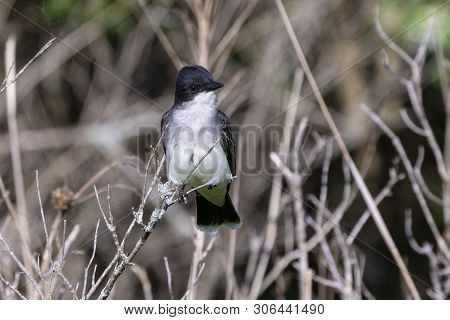 Eastern Kingbird (tyrannus Tyrannus) Sitting On A Branch Of A Bush