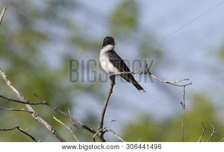 Eastern Kingbird (tyrannus Tyrannus) Sitting On A Branch Of A Bush
