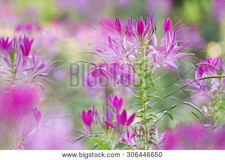 Bright Beautiful Flowers Of Cleoma