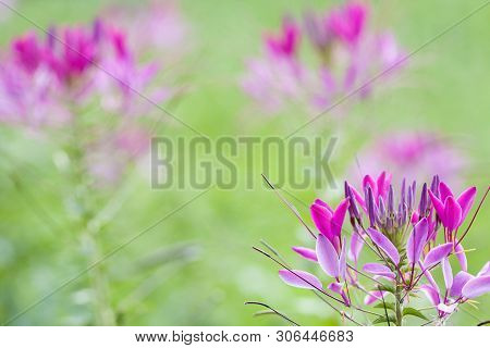 Bright Beautiful Flowers Of Cleoma