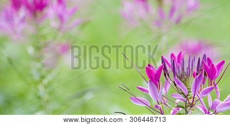Bright Beautiful Flowers Of Cleoma