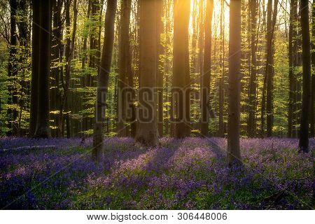 Moody Sunrise In The Magic Hallerbos With Bluebells - Belgium