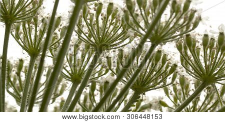 Unusual Cow-grass Flower