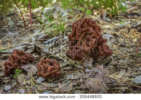 Mushroom Gyromitra In A Forest Glade. False Morel