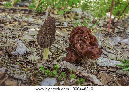 Morel и Gyromitra Grown Next To Each Other