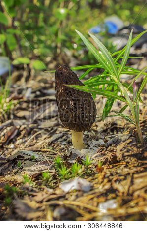 One Single Nice And Healthy Specimen Of Morchella On Forest Glade