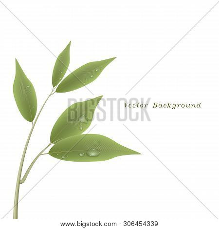 Green Branch With Leaves And Water Drops Isolated On White Background.