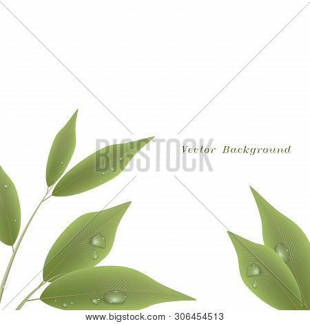 Green Branch With Leaves And Water Drops.