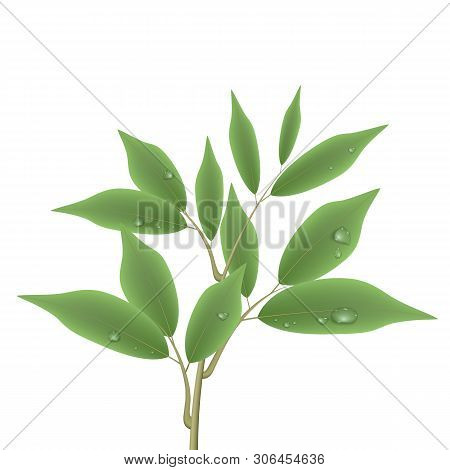 Green Branch With Leaves And Water Drops. Vector