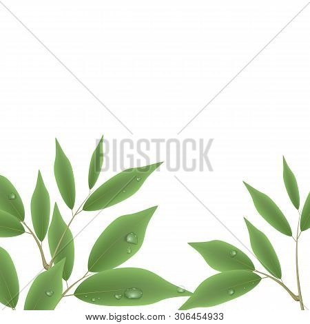 Green Branch With Leaves And Water Drops Isolated On White Background.