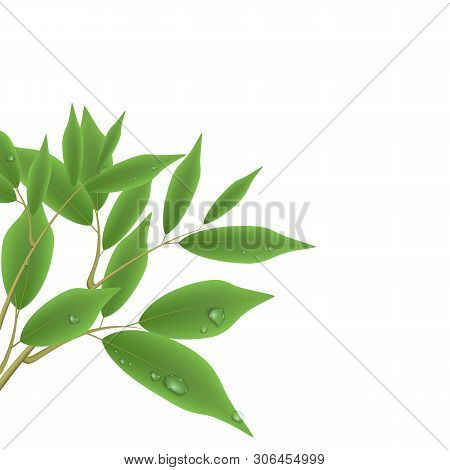 Green Branch With Leaves And Water Drops. Vector